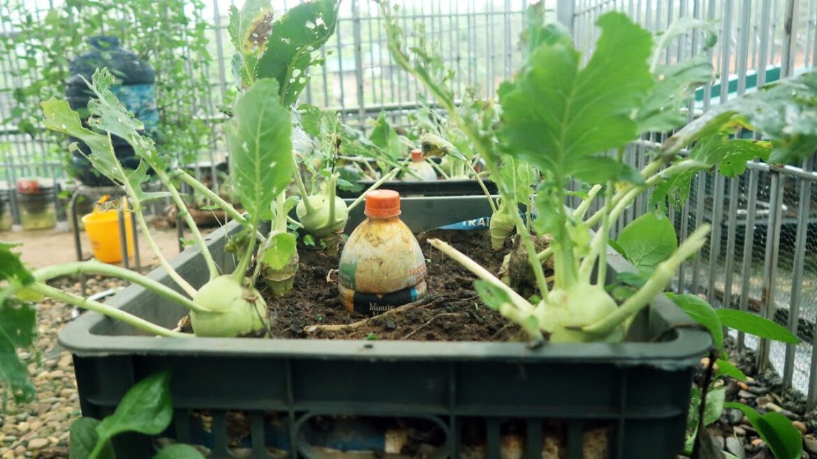 How I Failed To Grow Kohlrabi Out Of Season – Shocking Garden Ideas How I Failed To Grow Kohlrabi Out Of Season - Shocking Garden Ideas