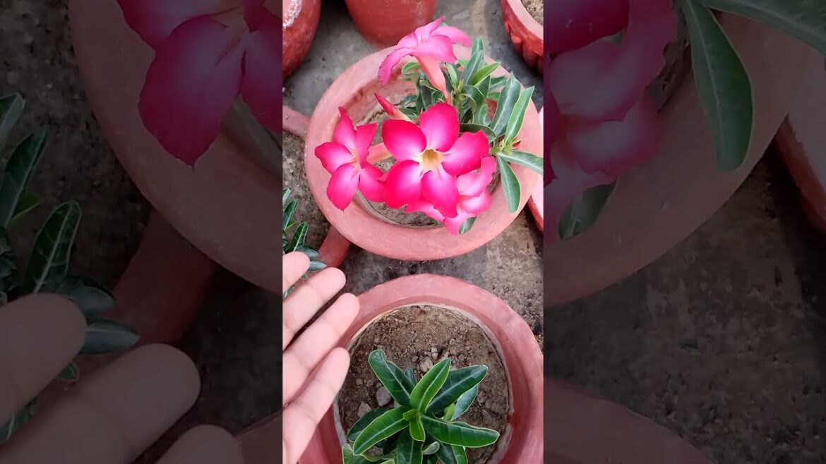 Adenium plant:#HuzaifaGardening #youtubeshort #shortsvideo #price #viral #gardeningtips #viralvideo