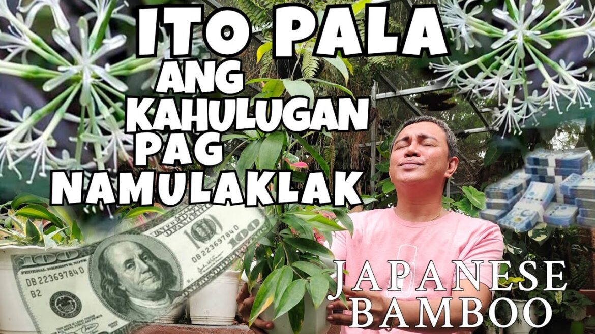 6 PLANTS SYMBOLISM OF JAPANESE BAMBOO | MEANING WHEN FLOWER BLOOMS