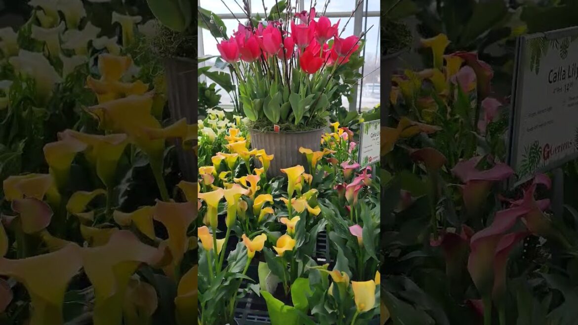 🌺🌷Plant Shopping for Spring Containers.