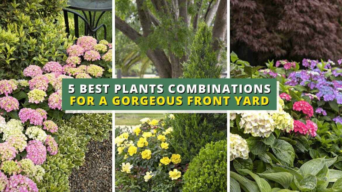 5 Best Plant Combinations for a Gorgeous Front Yard 🌼🏠