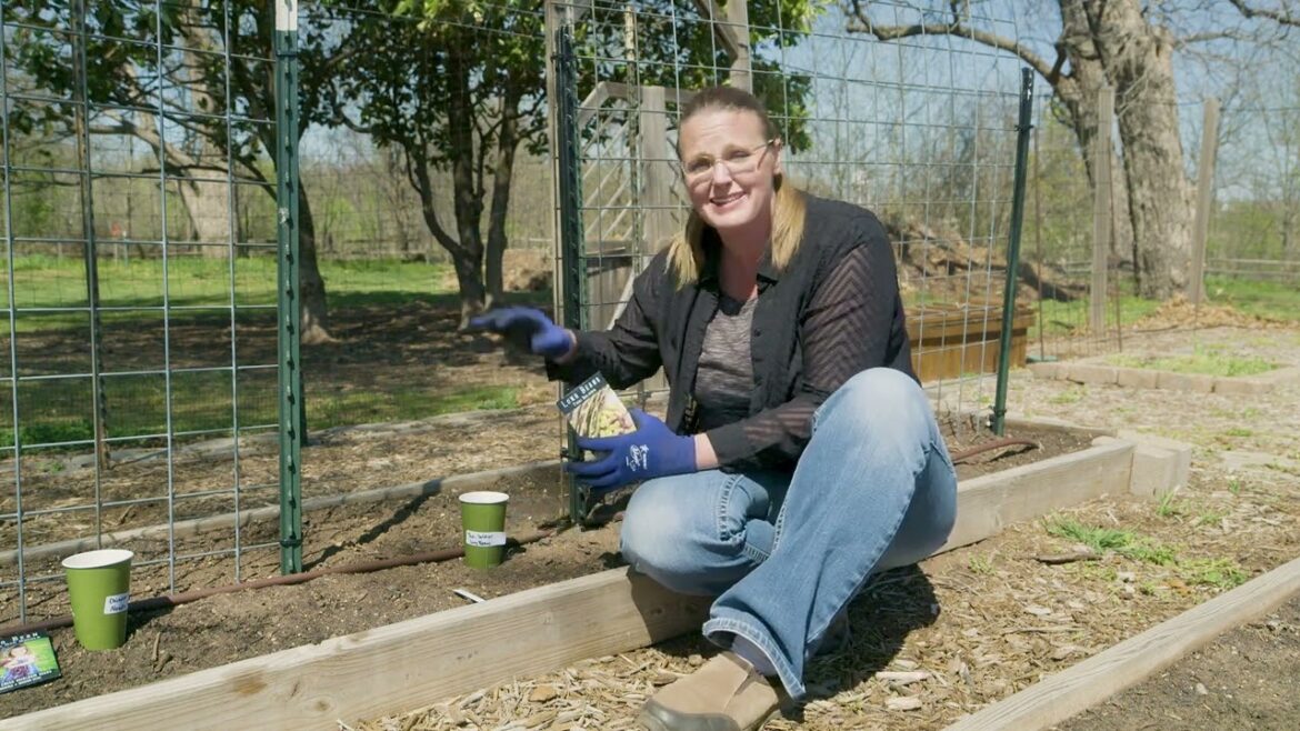 Planting Warm Season Beans Planting Warm Season Beans