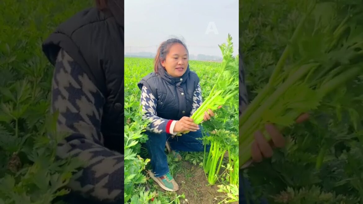 Celery vegetable harvest #vegetables #havesting A1064 Celery vegetable harvest #vegetables #havesting A1064
