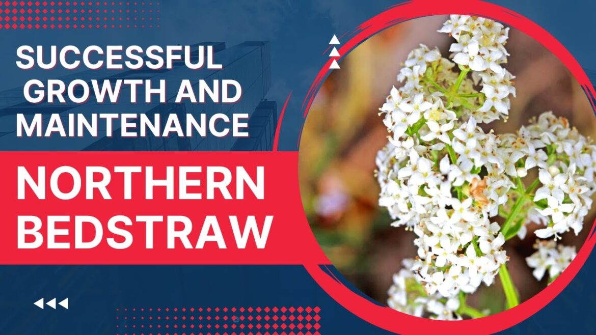 Northern Bedstraw: Tips and Tricks for Successful Growth and Maintenance Northern Bedstraw