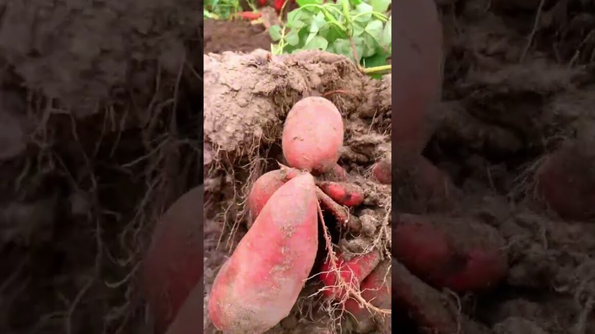 Amazing sweet Potatoes harvest season#agriculture G4551