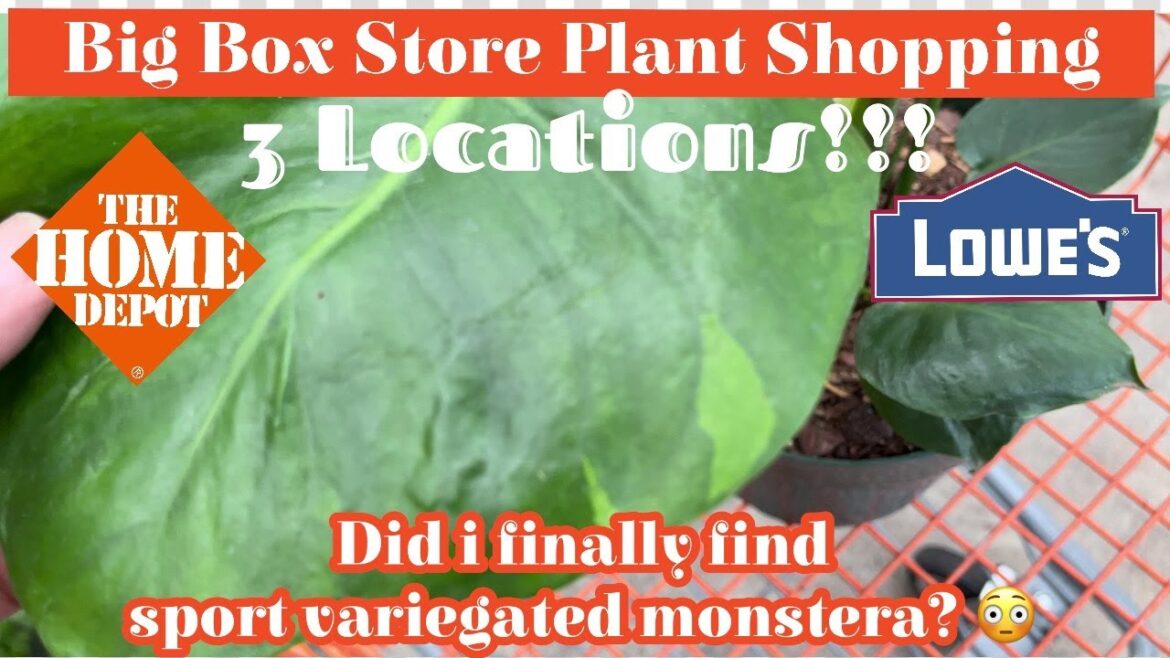 Big Box Store Plant Shopping || 3 Locations || Searching for Wishlist Plants || Part 1