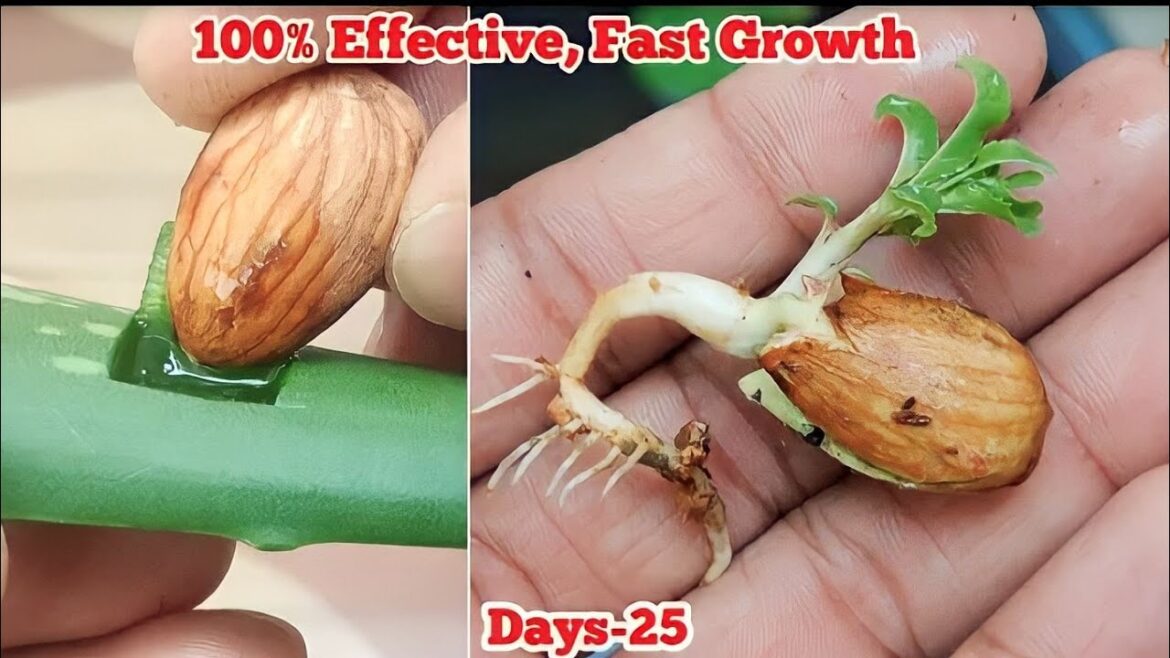 Almond growing An effective way To Grow Almond plant home  #garden #plants 🌱