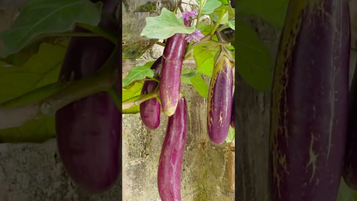 No need for a garden, grow eggplant at home with many fruits and high yield