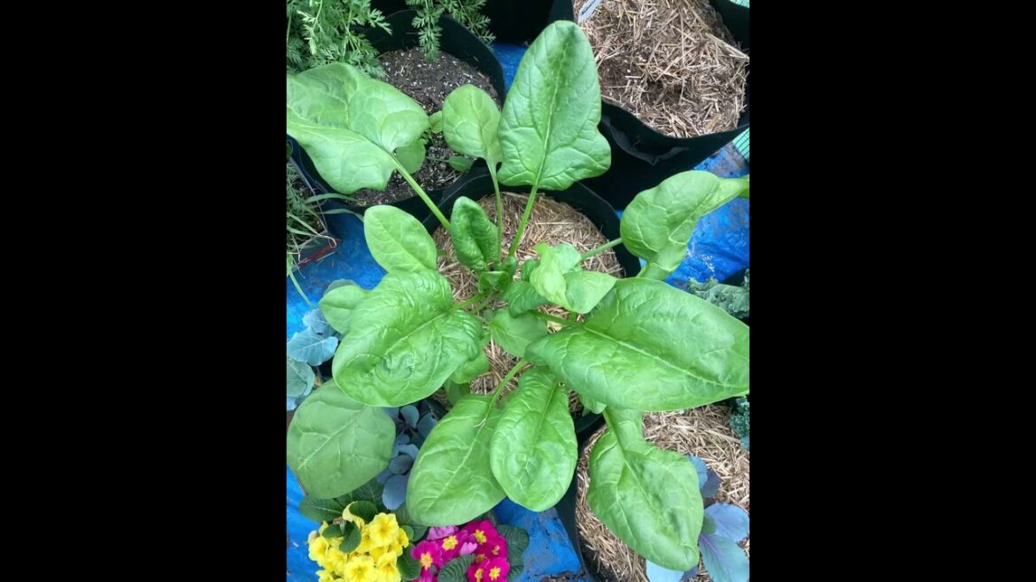 If your happy and you know it…grow REAL BIG!! #spring #update #springfever #containergarden