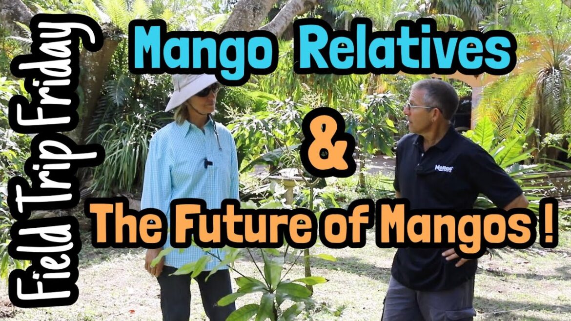 Field Trip Friday- Mango Relatives & The Future of Mangos! Field Trip Friday- Mango Relatives & The Future of Mangos!
