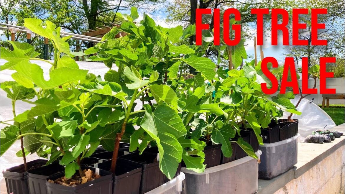 Spring Fig Tree Sale Starts Now! Spring Fig Tree Sale Starts Now!