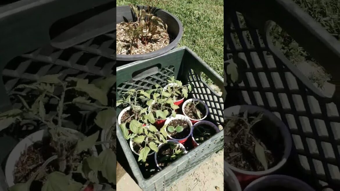 Update on Our Seed Starts!