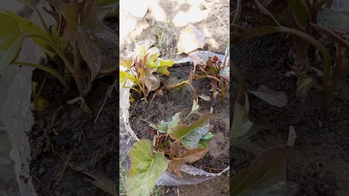 Sweet potato vines save for next year #shorts #gardening
