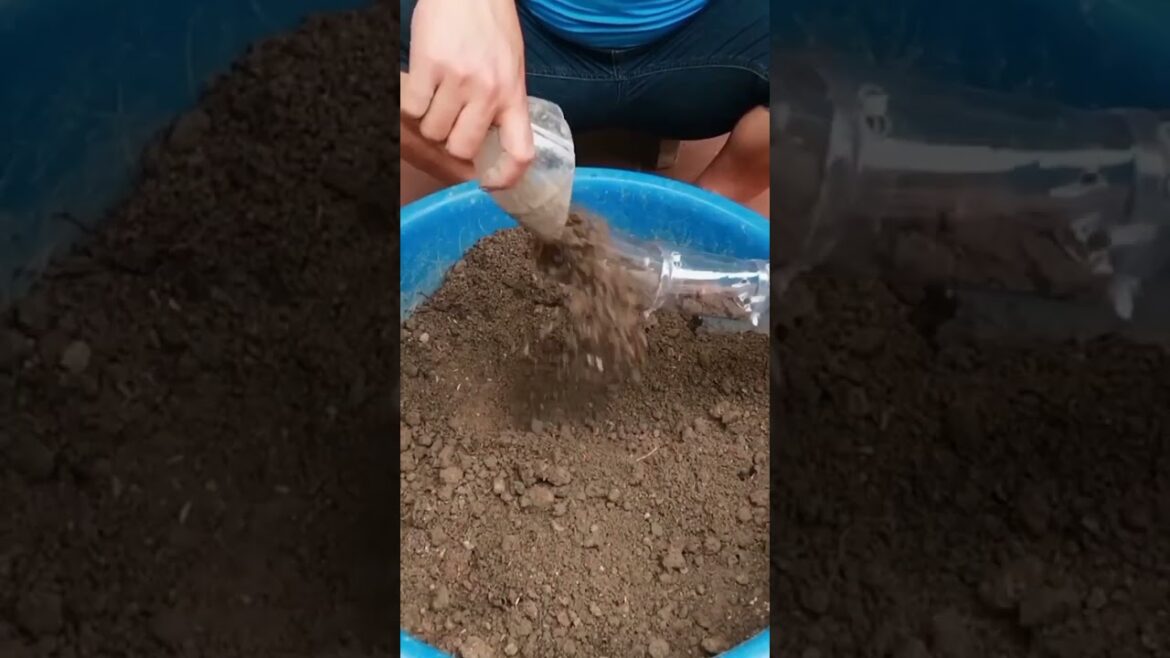 Create Umbrella With Portulaca (Mossrose) Flowers 🌸 🌺#diy #garden #flowers #shorts #gardening Create Umbrella With Portulaca (Mossrose) Flowers 🌸 🌺#diy #garden #flowers #shorts #gardening