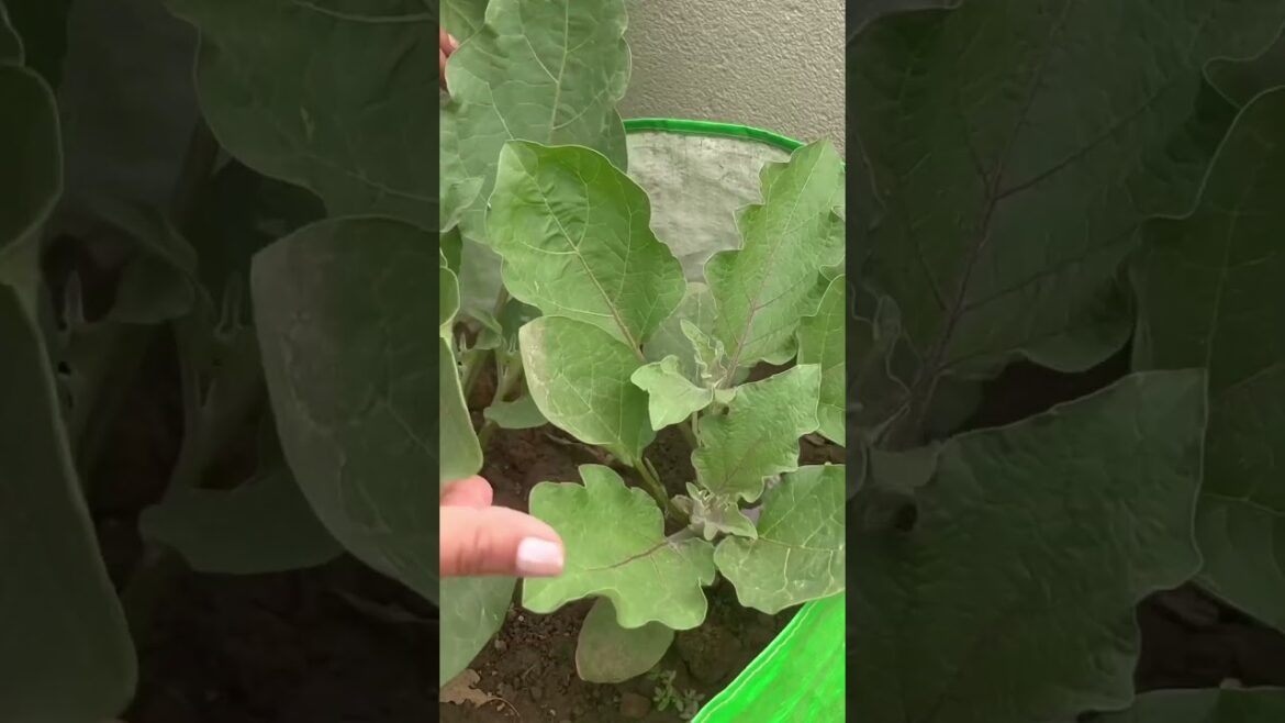 बाज़ार से लानी पड़ीं ये बाज़ार से लानी पड़ीं ये