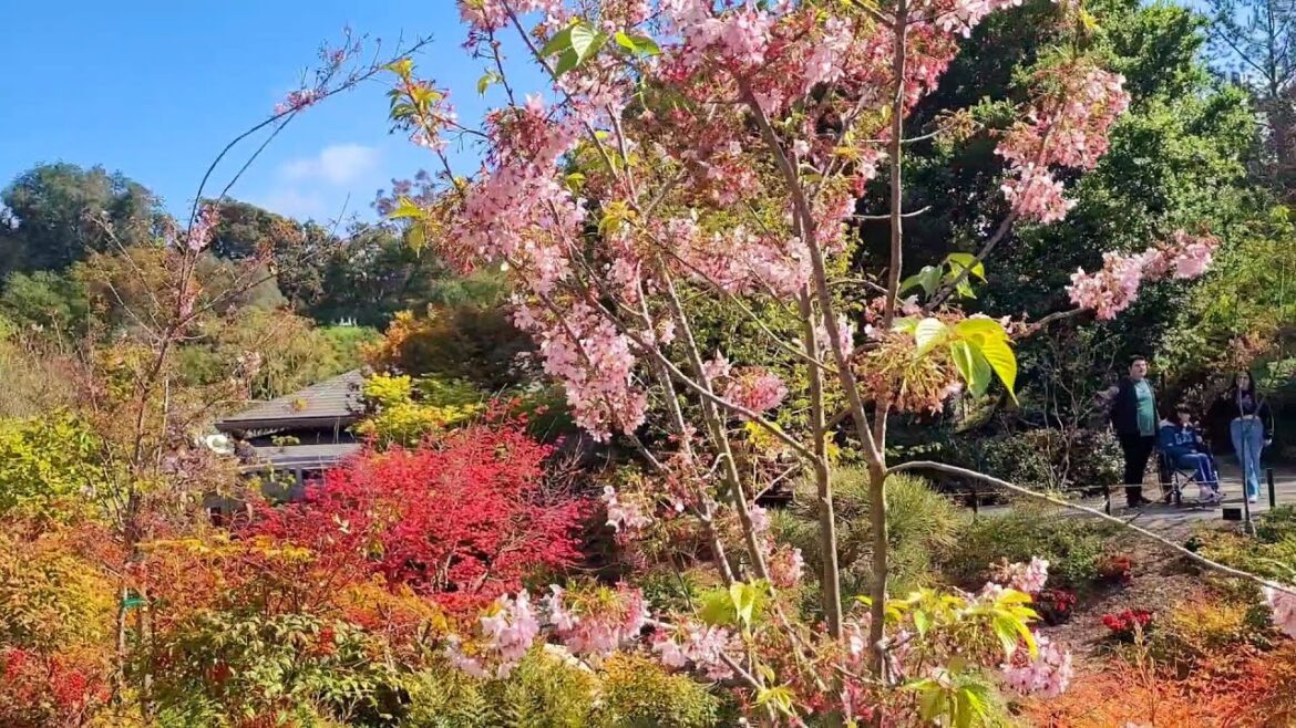 Cherry blossom walking tour of the Japanese Friendship Garden at Balboa Park in Downtown San Diego Cherry blossom walking tour of the Japanese Friendship Garden at Balboa Park in Downtown San Diego