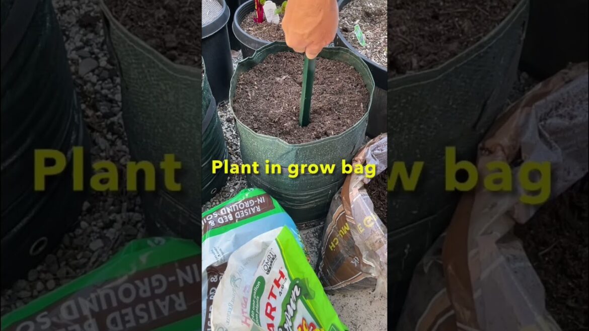 Growing sweet potatoes in grow bags | Container Vegetable Gardening