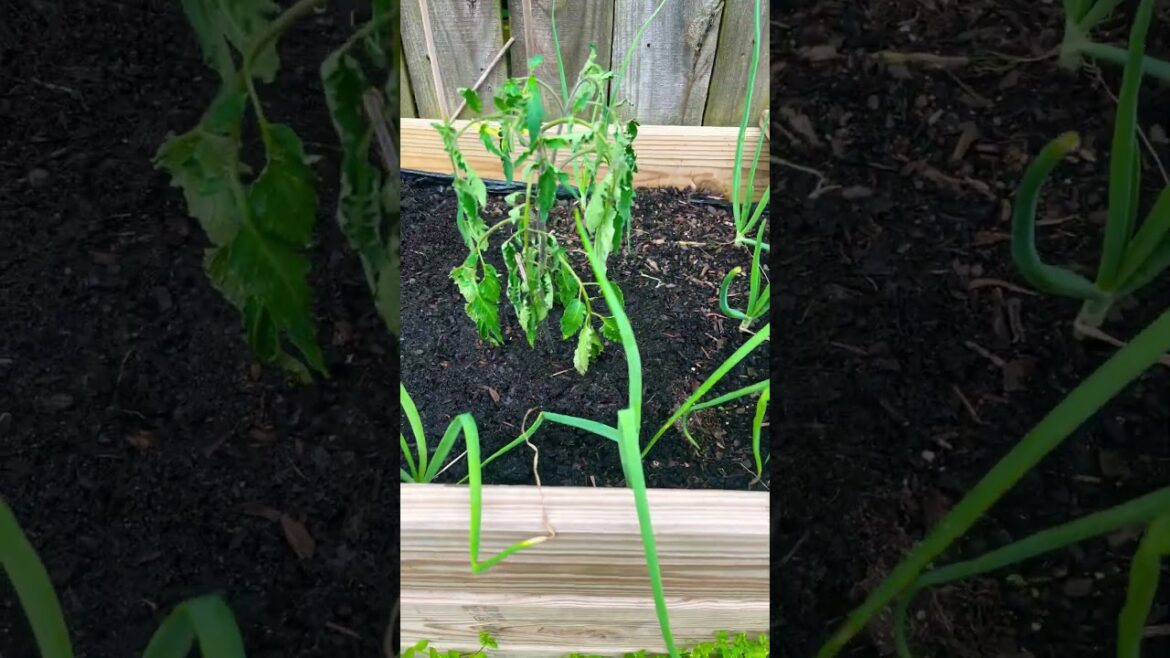 Planted Out Tomato Starts || Zone 7B || Gardening || Shorts #63 || Steffanie’s Journey Planted Out Tomato Starts || Zone 7B || Gardening || Shorts #63 || Steffanie’s Journey