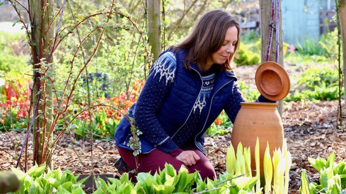 Forcing & blanching PERENNIAL VEGETABLES for an earlier harvest in my food forest