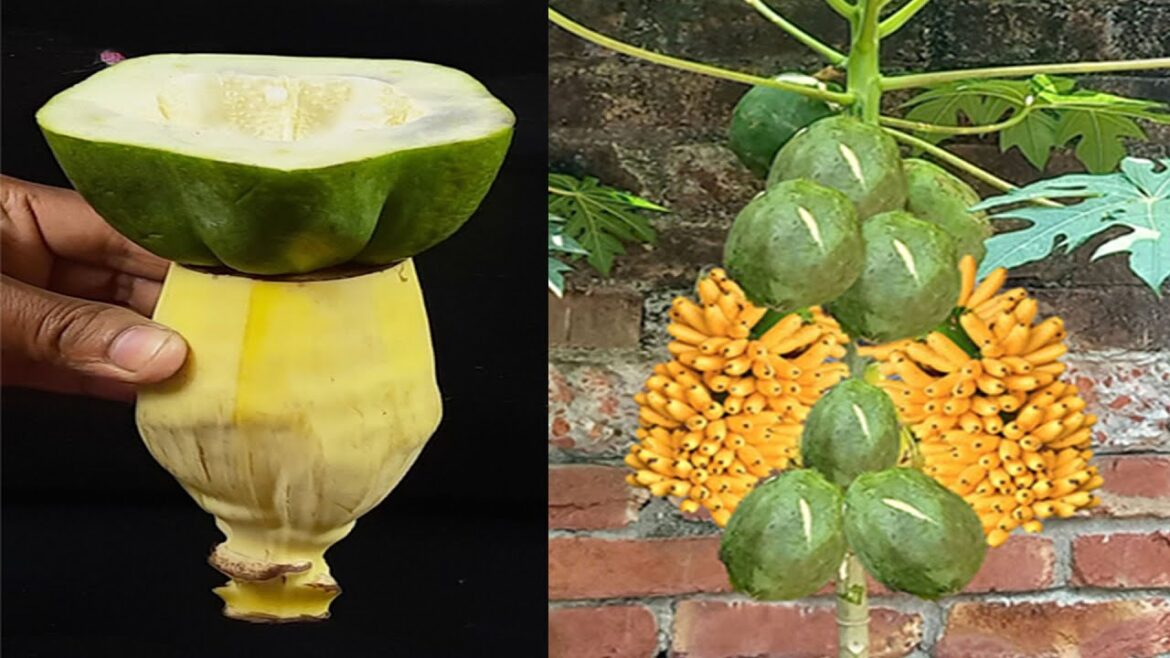 Growing papaya with Banana flower using secret Techniques, How to Graft