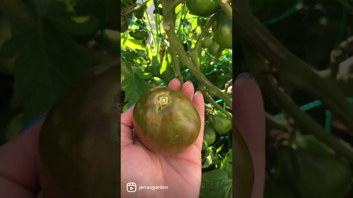 Japanese Trifele Heirloom Tomato Review #heirloomtomatoes #tomato #vegetablegarden #growyourownfood