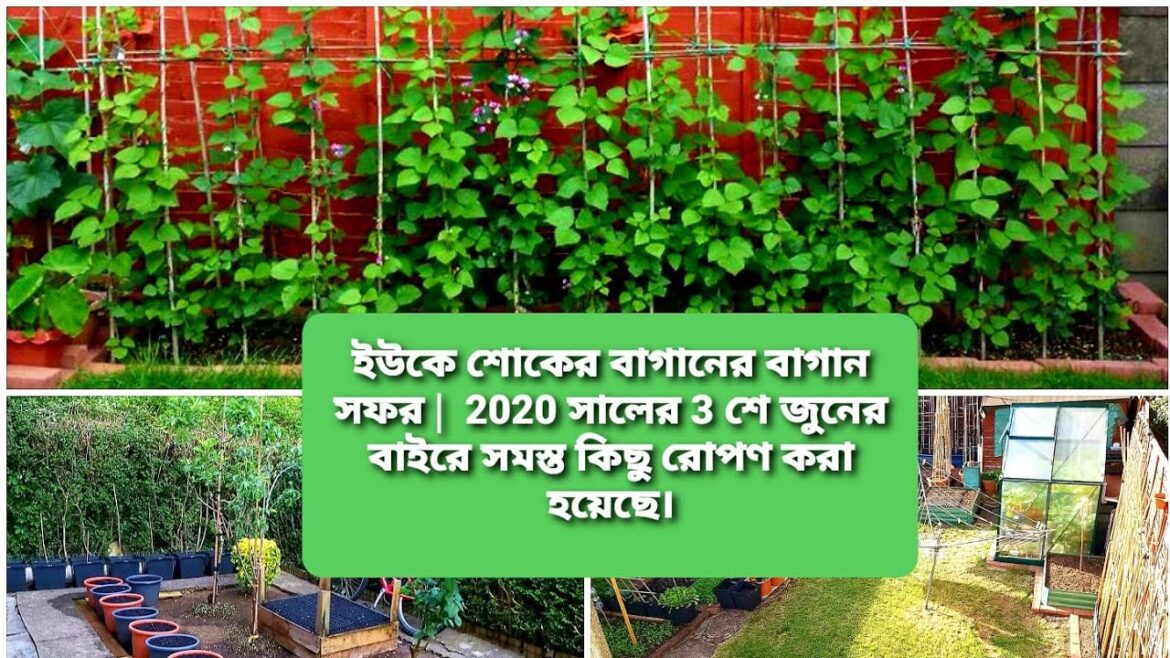 Passionate Gardener UK Vlogger - Grow your own eat your own | UK Shokher Bagan live update 3-6- 2020