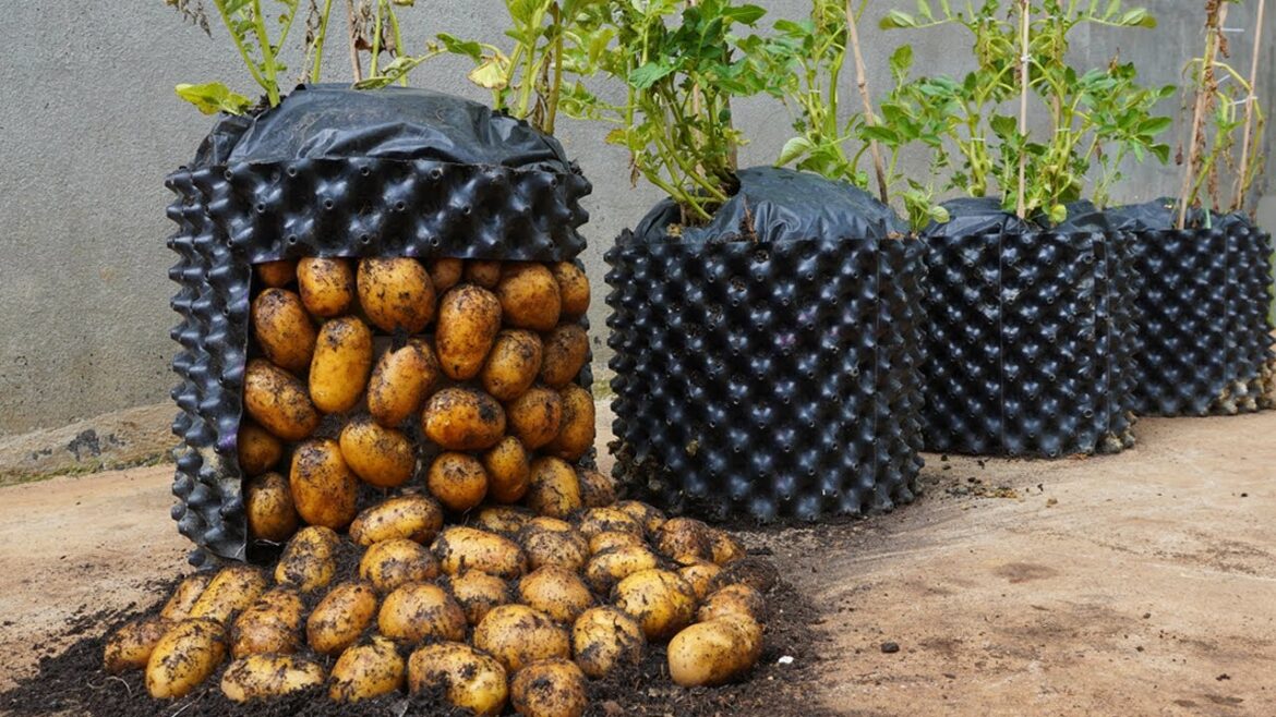 Once I know how to grow potatoes, I don't have to go to the market to buy potatoes anymore