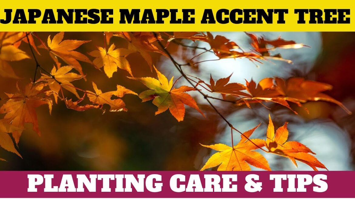 Japanese Maple Accent Tree: Planting & Care Tips