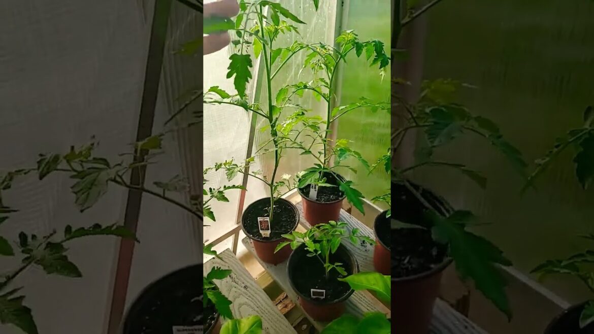 Tomato plant #containergardening #gardening #shorts