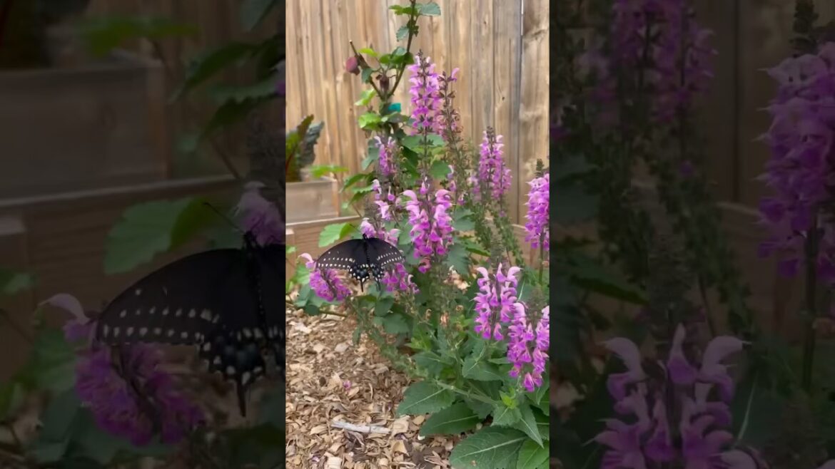 People always ask why I would plant things that aren’t edible…but this is exactly why you should!