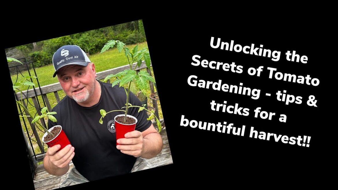 Tomato Gardening- tips & tricks for a great harvest!