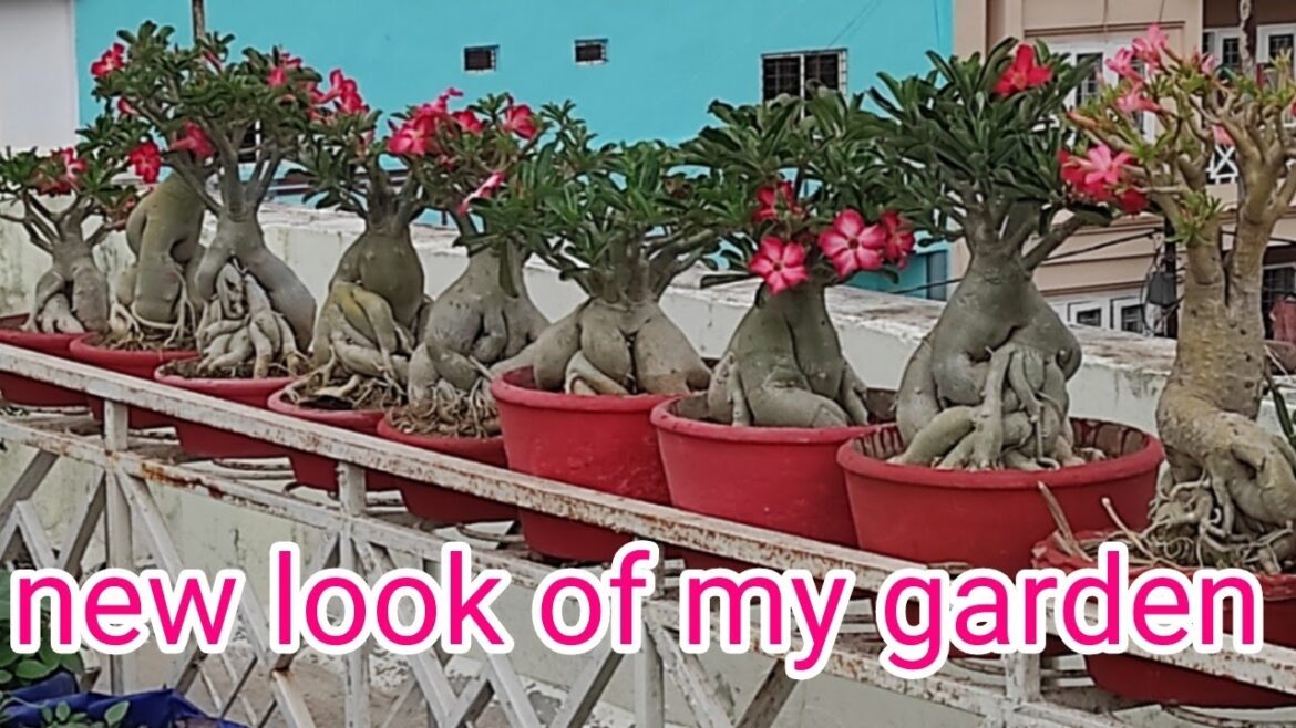 new look of my terrace garden