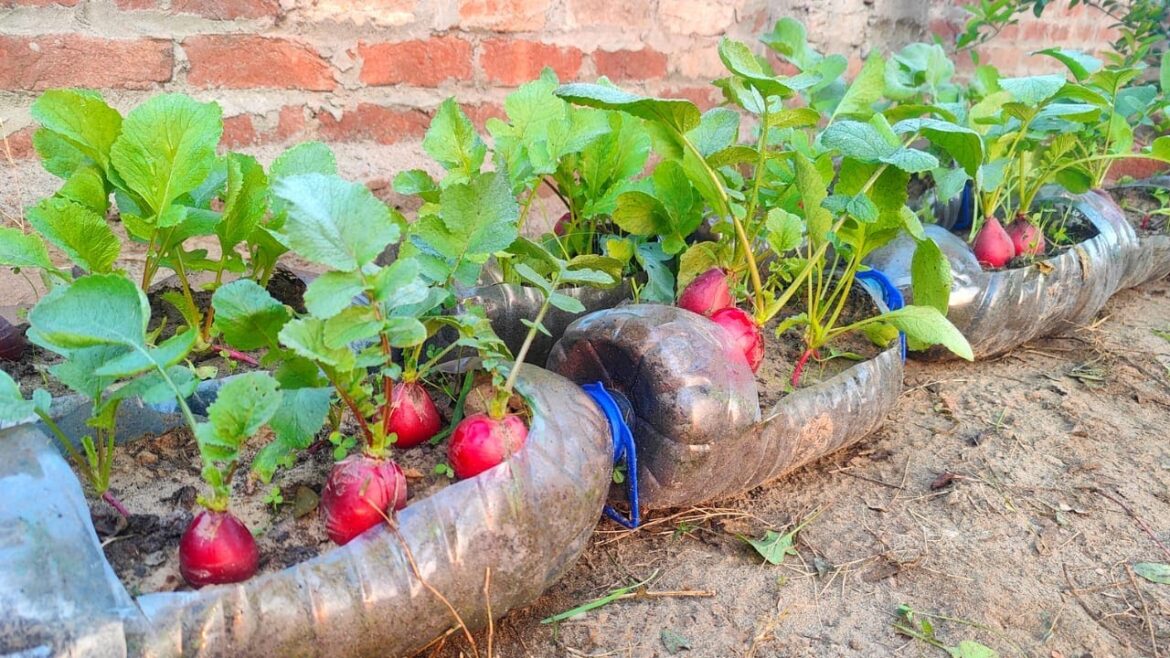No Need For a Garden , Growing Red Radish From Seeds At Home In Useless Containers No Need For a Garden , Growing Red Radish From Seeds At Home In Useless Containers