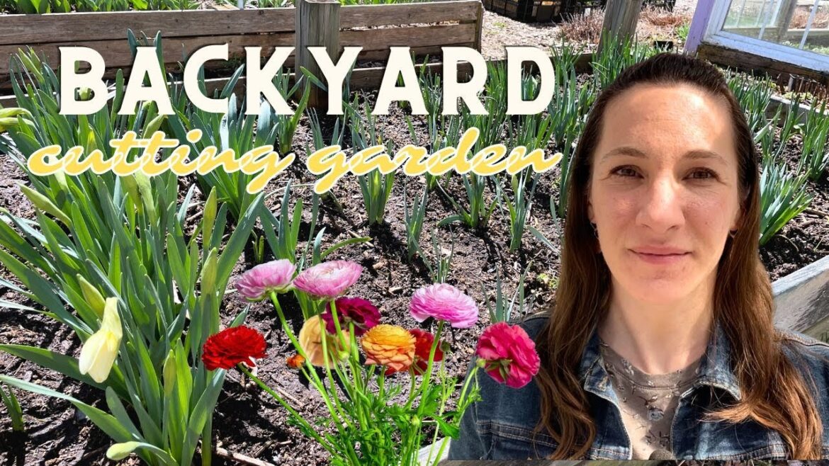 Small BACKYARD Cutting Garden Tour 🌷Seedlings in the Greenhouse/ Zone 6 Urban Flower Farm Small BACKYARD Cutting Garden Tour 🌷Seedlings in the Greenhouse/ Zone 6 Urban Flower Farm