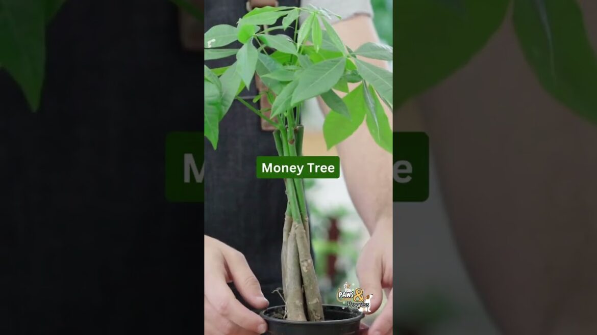 Plants Vs Pets tips and tricks! 🐾🐕🐈💕 #fyp #shorts #facts #petlovers #viral #viralpets