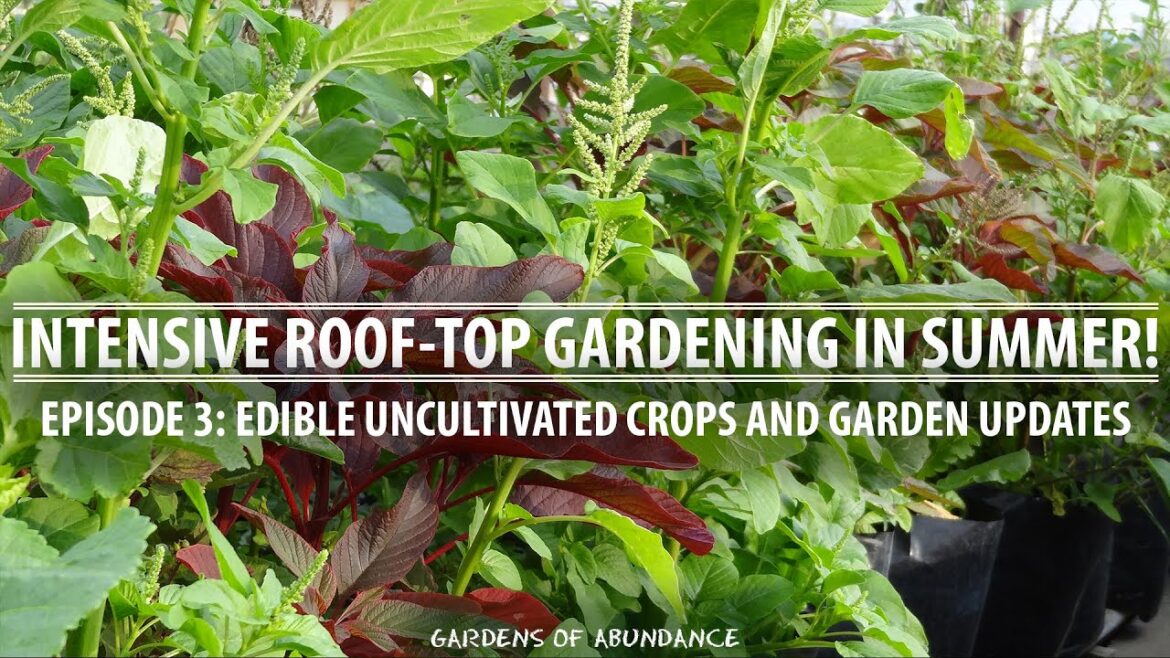 Intensive Rooftop Gardening in Summer - Edible Uncultivated Crops and Garden Updates!