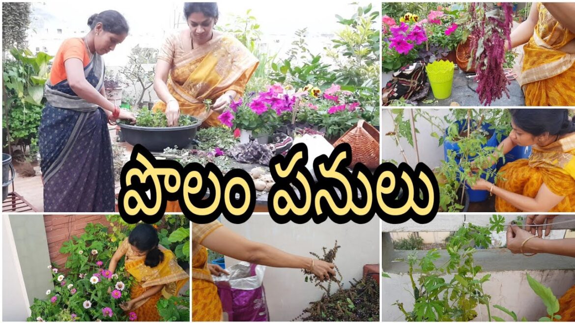 కొత్త సీజన్ కోసం చేయవలసిన పాత పనులు/Terrace garden maintenance #gardening #terracegardening #tips