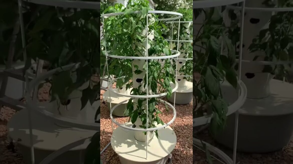 Cayenne peppers grown without the use of soil