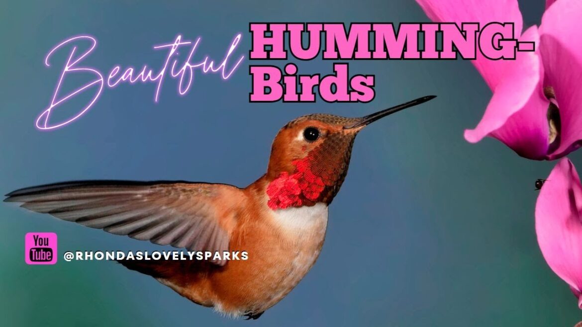 Unbelievable Hummingbird ASMR Unbelievable Hummingbird ASMR