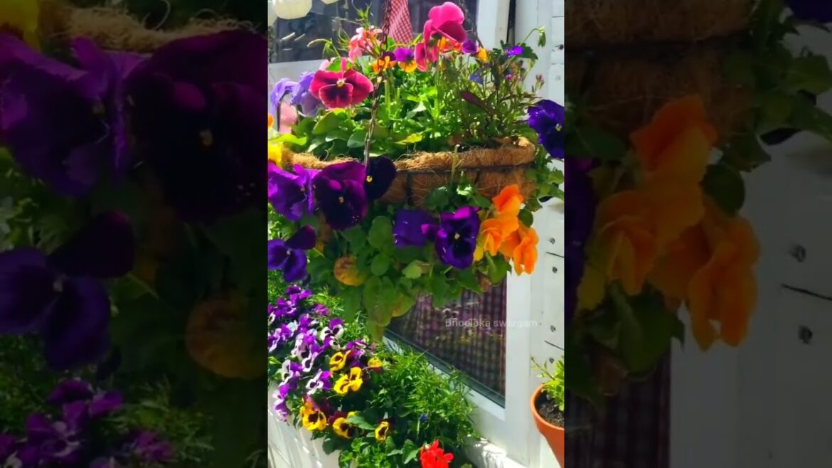 సునీత గారి terrace garden part-1 #shorts #youtubeshort #viral beautiful flowers #gardening