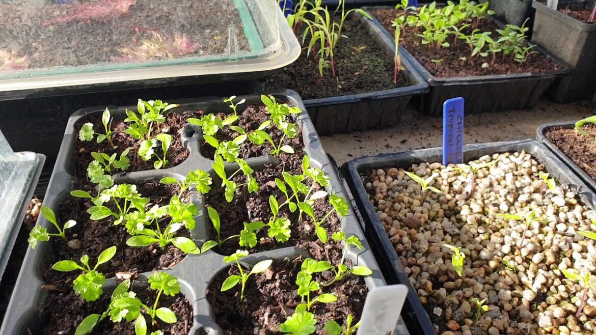 Herb Tips with Head Gardener Stephen Hackett