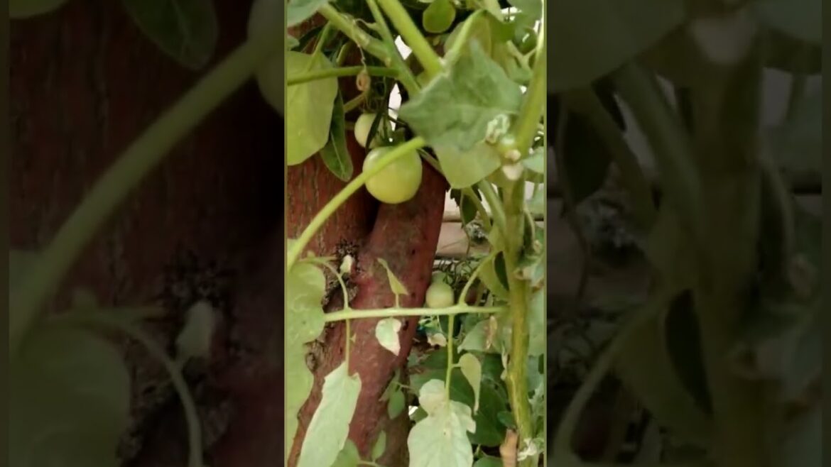 Beautiful vegetables and fruits Gardening  | My bro backyard garden