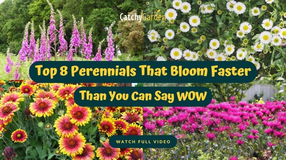 Top 8 Perennials That Bloom Faster Than You Can Say WOW π·πΈπ» // Gardening Ideas Top 8 Perennials That Bloom Faster Than You Can Say WOW π·πΈπ» // Gardening Ideas