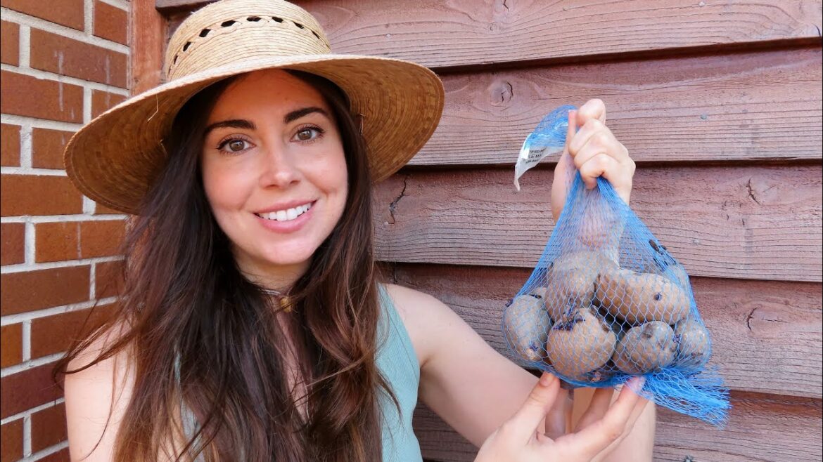 Planting Potatoes in Grow Bags | Container Gardening