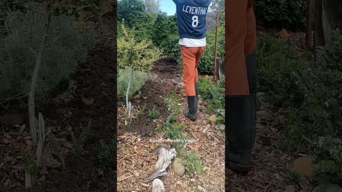 DIY SOLAR POND #garden #farming #gardening #landscape #shorts