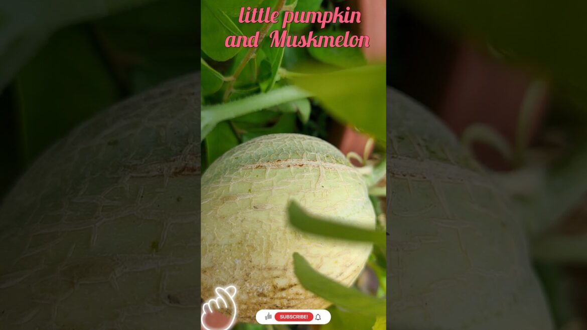 😱Muskmelon And  Pumpkin Growing In Terrace garden/ How To Grow Muskmelon  #ytshorts #shorts #short✅
