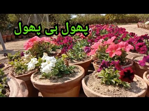 Phool hi Phool |Beautiful Garden Design idea |Natural Organic Garden |Garden Decor|MRizwanKhanVlogs Phool hi Phool |Beautiful Garden Design idea |Natural Organic Garden |Garden Decor|MRizwanKhanVlogs