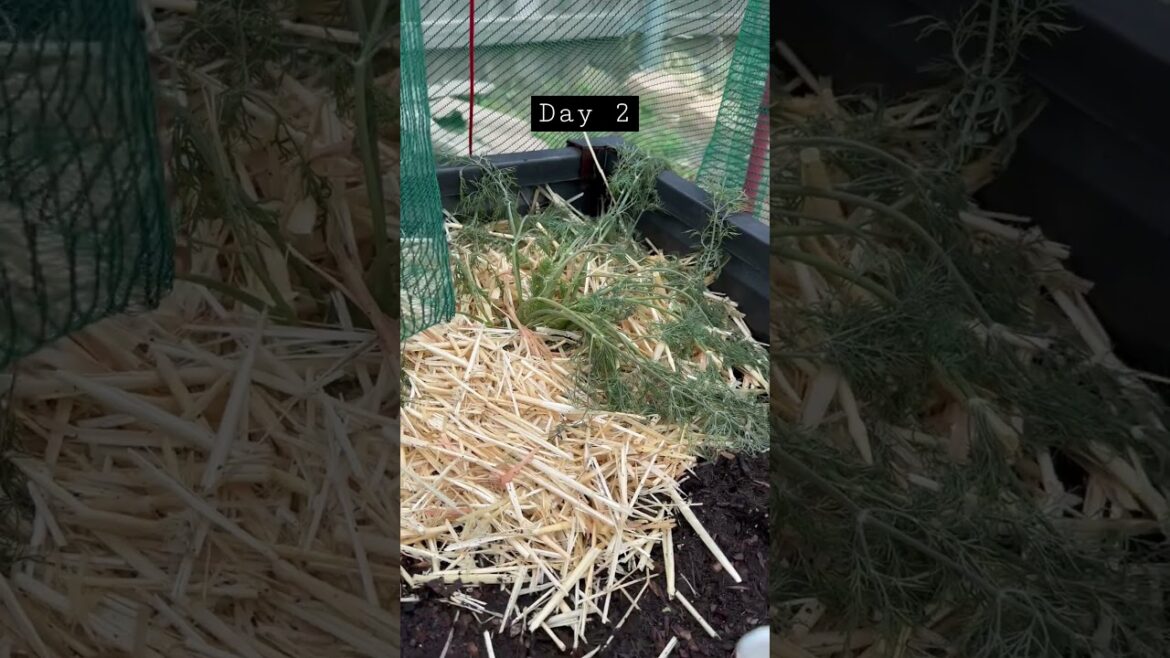 Transplanting #herbs from #hydroponics to soil #gardening #experiment #growing #shortsfeed  #spring