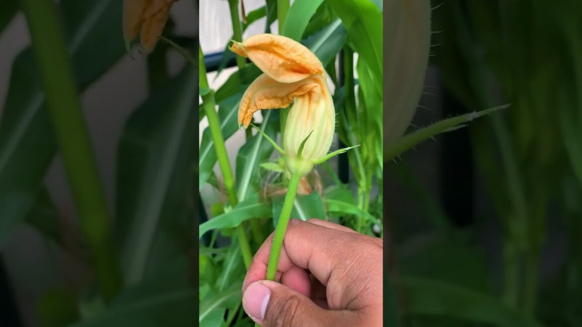 How to Build a Garden Archway #Shorts