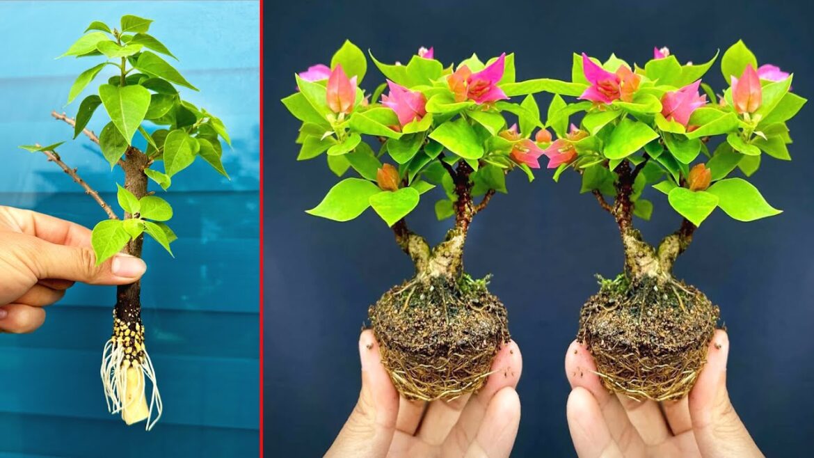 SUPER BEAUTYFUL tree planting. Breeding plants in water roots grow too fast SUPER BEAUTYFUL tree planting. Breeding plants in water roots grow too fast